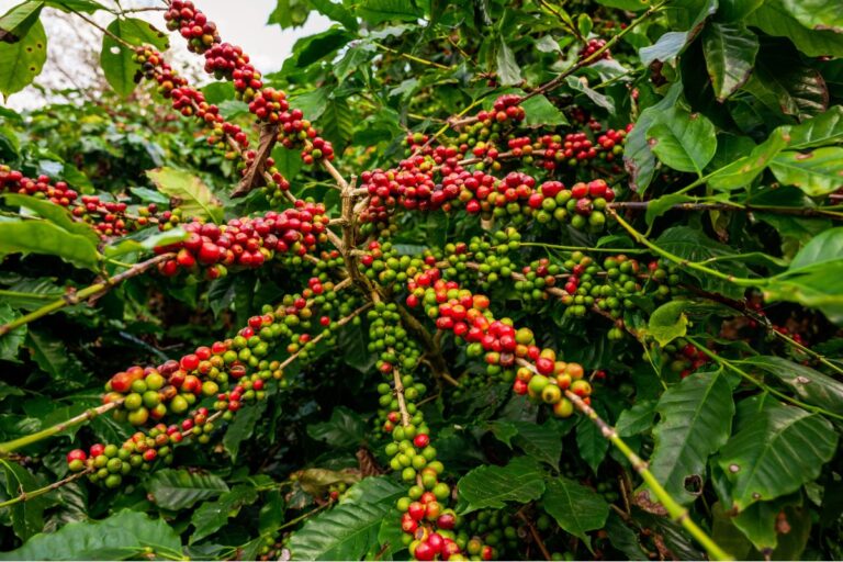 Cepea indica que verão chuvoso é bem-vindo para lavouras de café, mas Zona da Mata mineira requer atenção