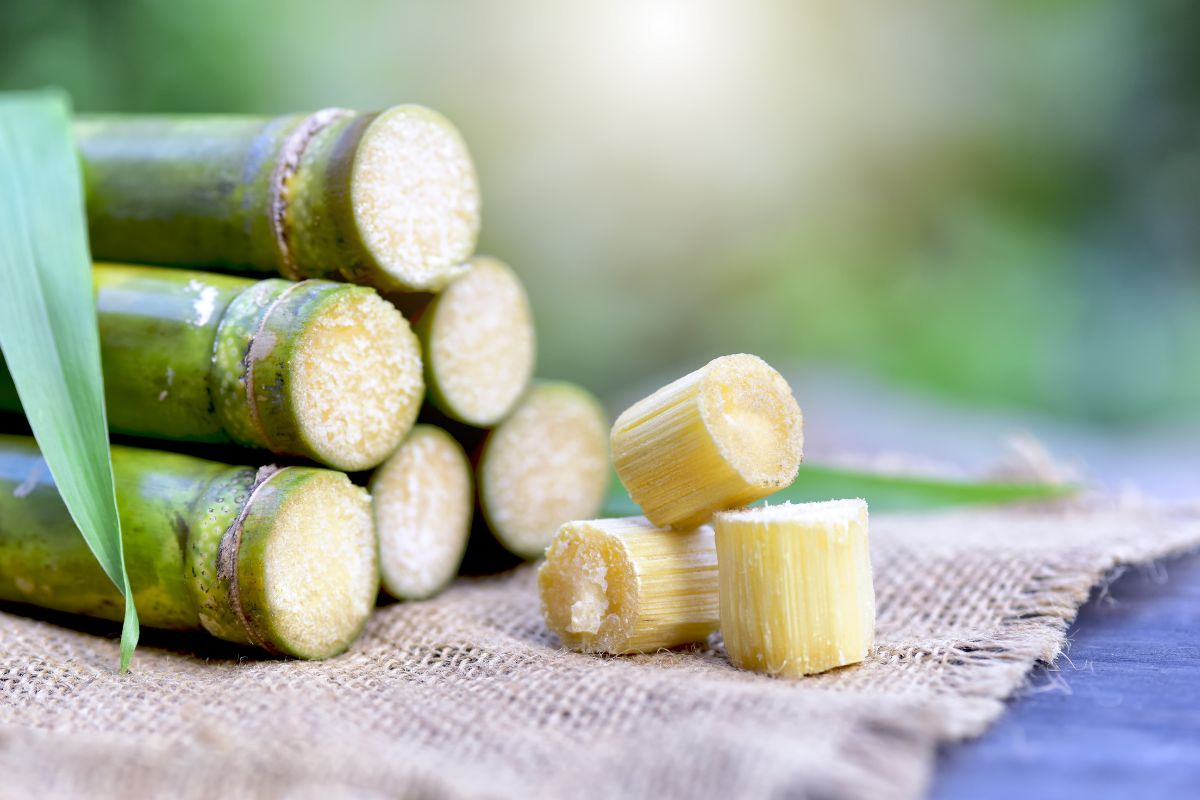 Foto: Adobe Stock