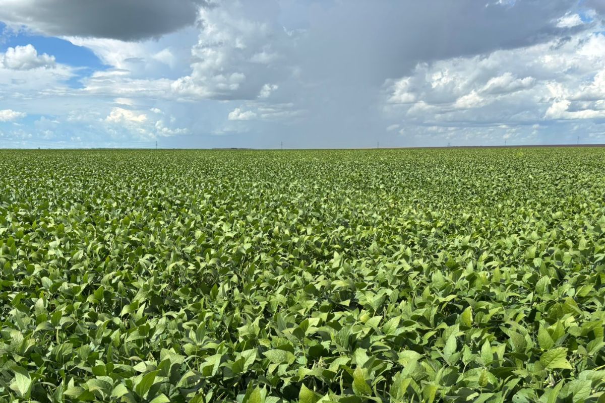 Lavoura de soja em clima chuvoso. Foto: Daumildo Júnior/Agro Estadão