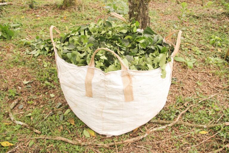 RS: Projeto vai investir no cultivo de erva-mate para gerar créditos de carbono