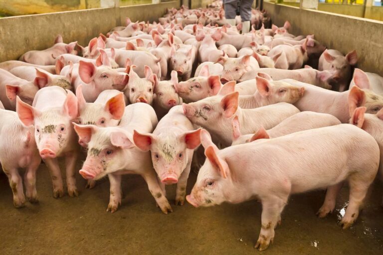 SC bate recorde de exportação de carnes em 2024 com 1,97 milhão de t