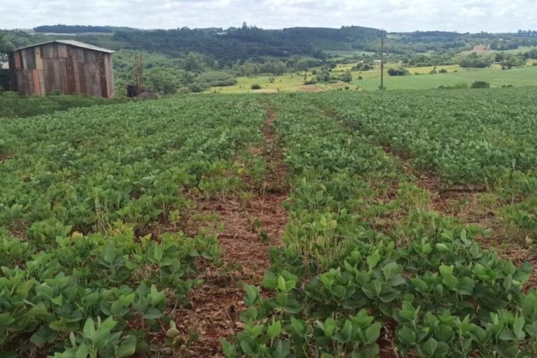 Falta de chuvas ameaça nova frustração de safra no Rio Grande do Sul