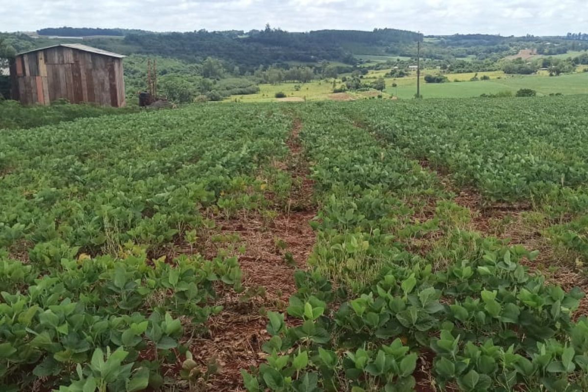 Lavoura de soja em Santa Rosa (RS) tem quebra estimada entre 40% e 50%. Foto: Clenir Dalcin/Arquivo Pessoal