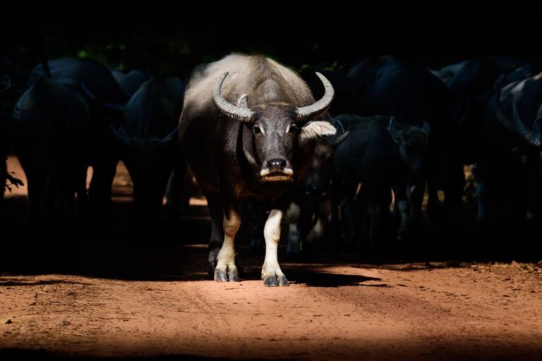 Alemanha registra primeiro caso de febre aftosa desde 1988