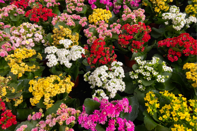 Flor da Fortuna: como cuidar e cultivar essa planta?
