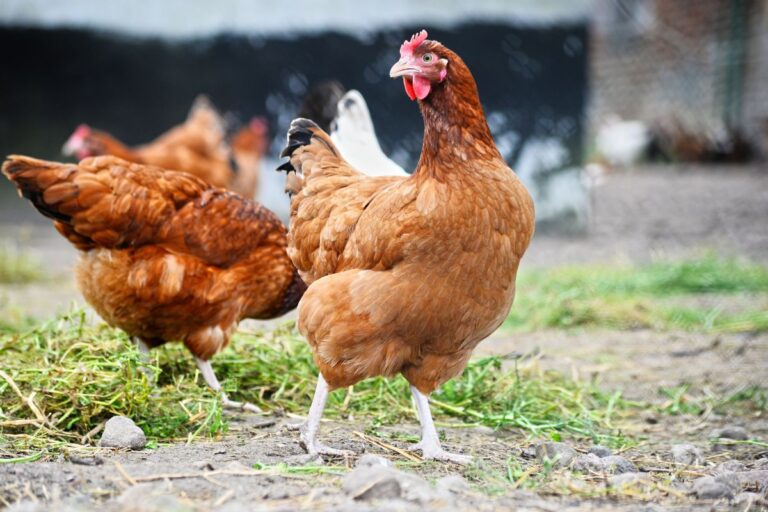 Frango perde competitividade para carne suína e bovina