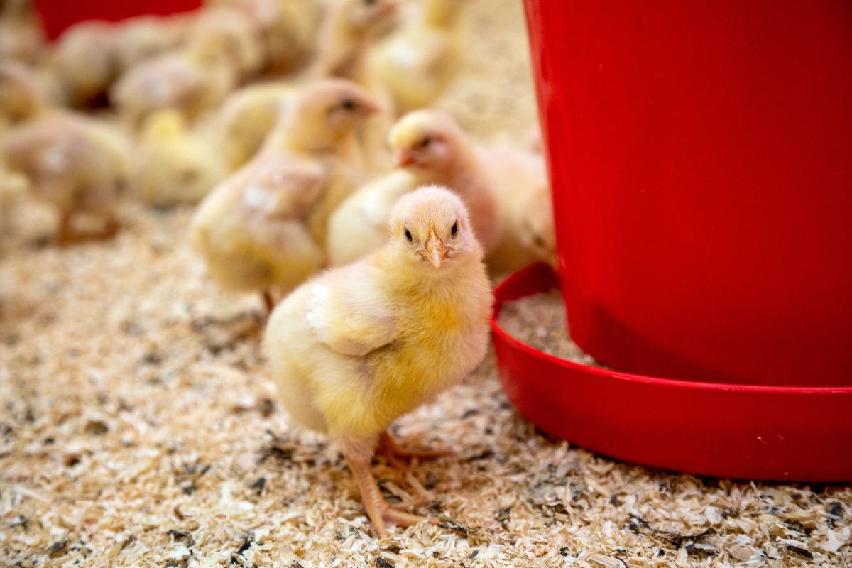 Foto: Adobe Stock