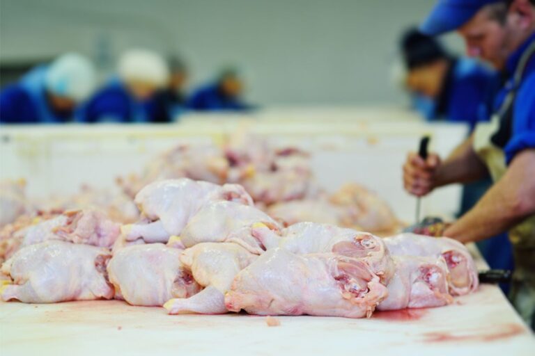 Gripe aviária: veja quem ainda veta a carne de frango do Brasil