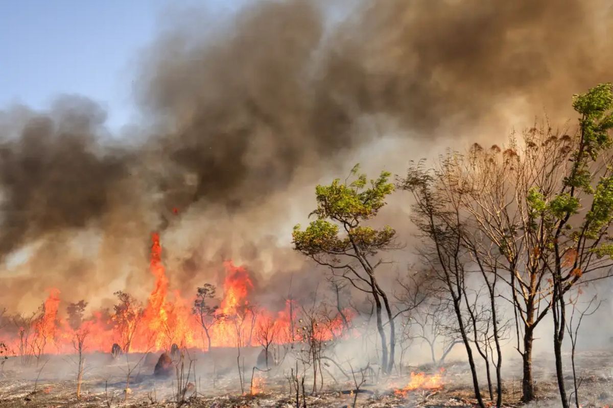 Foto: Incêndio no Parque Nacional de Brasília. Foto: Fabio Rodrigues-Pozzebom/Agência Brasil
