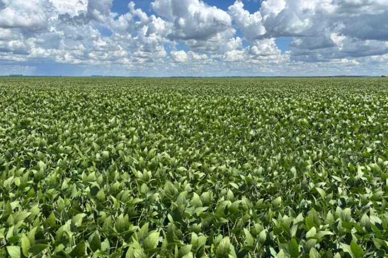 Novo fungicida para doenças de final de ciclo da soja pode aumentar produtividade em até 8 sacas por hectare