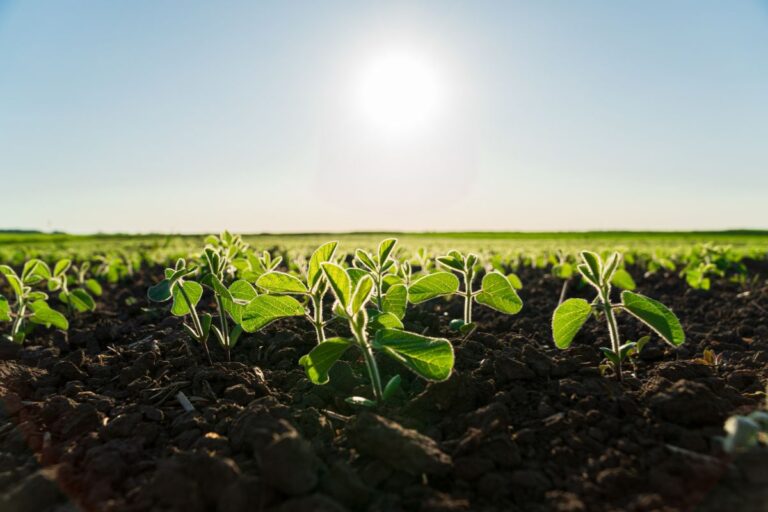 Plantio de soja do RS atinge 96% da área e o de milho, 95%, diz Emater