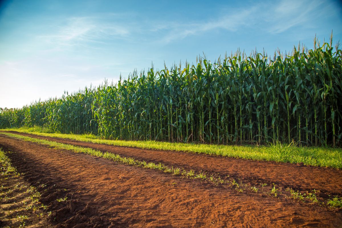 O clima é o ponto-chave para definição da oferta de milho mundial. Foto: Adobe Stock