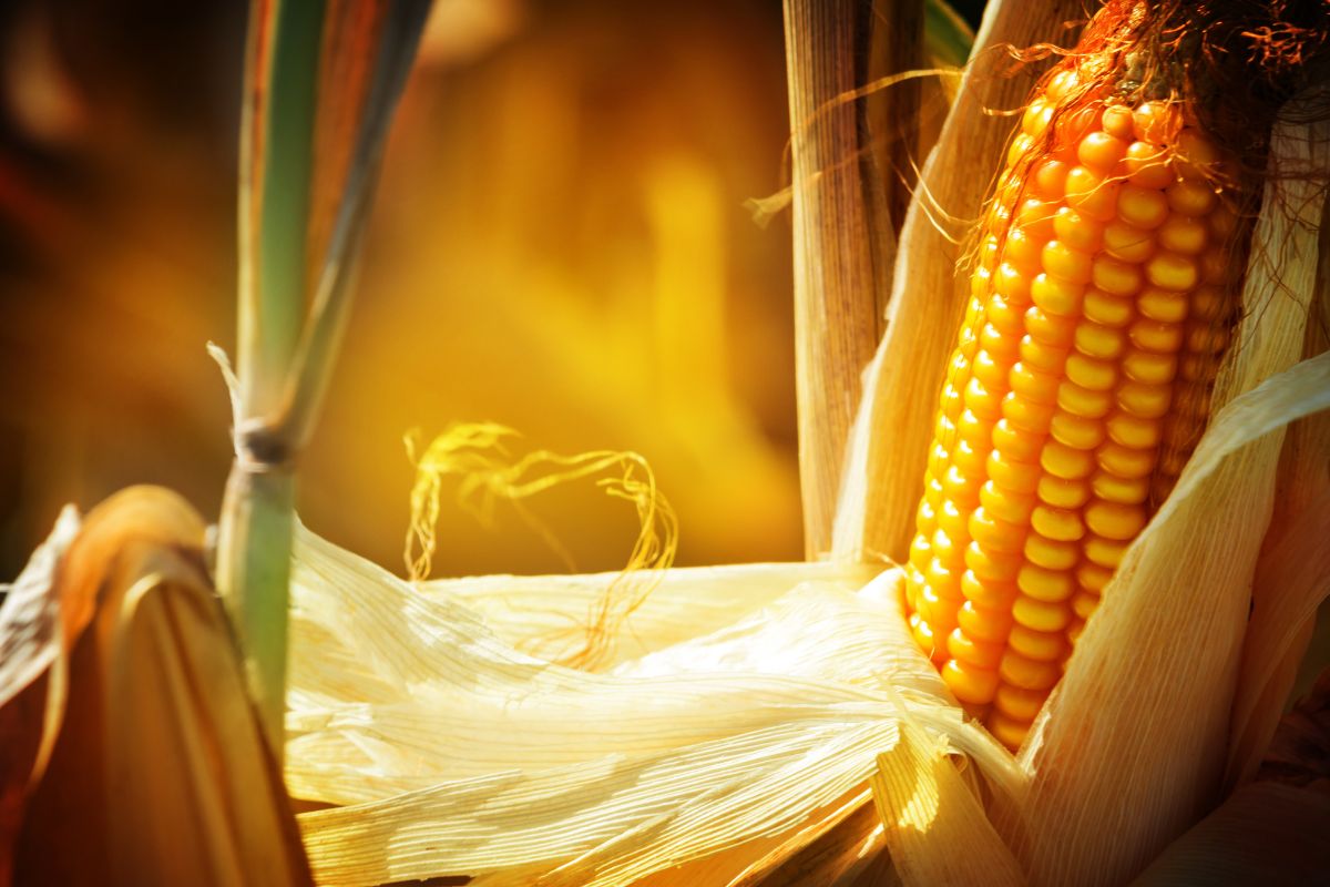 Foto: Adobe Stock
