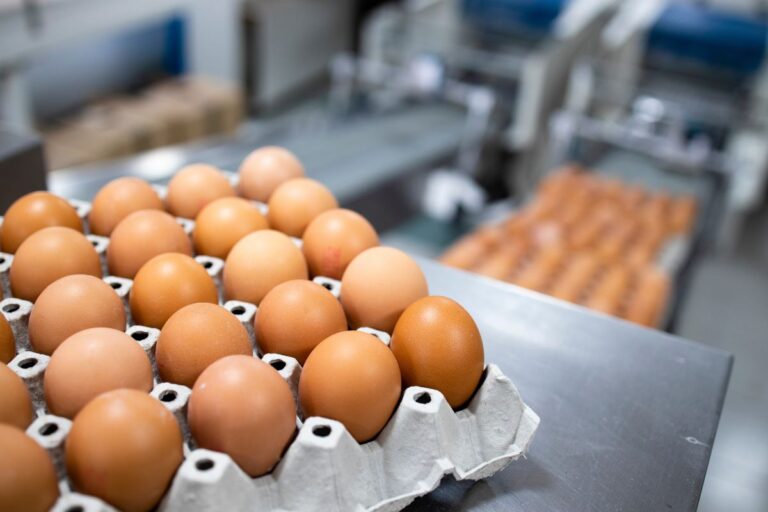 Produção brasileira de ovos deve atingir 3,94 bilhões de dúzias em 2025