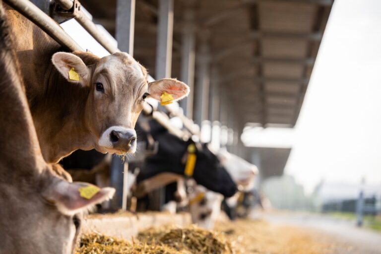 Pecuária: alta no custo de reposição exige gestão de risco
