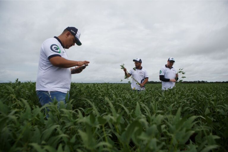Produtividade de soja deve superar a média em todos os estados, aponta Agroconsult