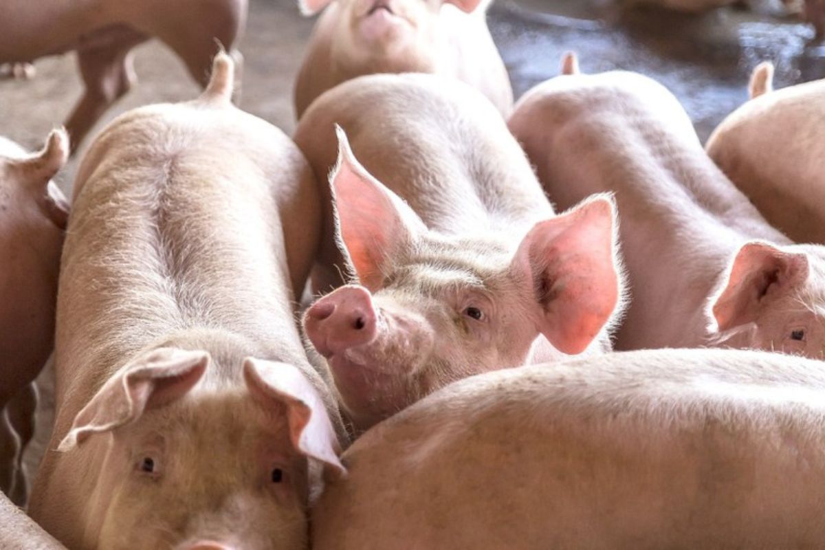 Foto: Agroceres PIC/Divulgação