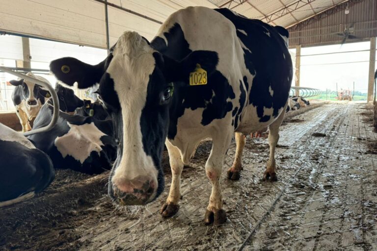 Dificuldade de crédito na pecuária de leite abre caminho para tokenização das vacas