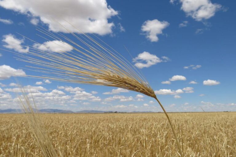 Produção de trigo da Argentina deve somar 18,1 milhões de t, diz USDA