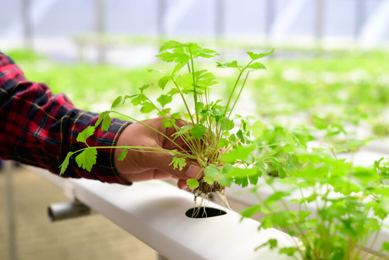 Sistema de hidroponia: saiba tudo sobre o cultivo na água