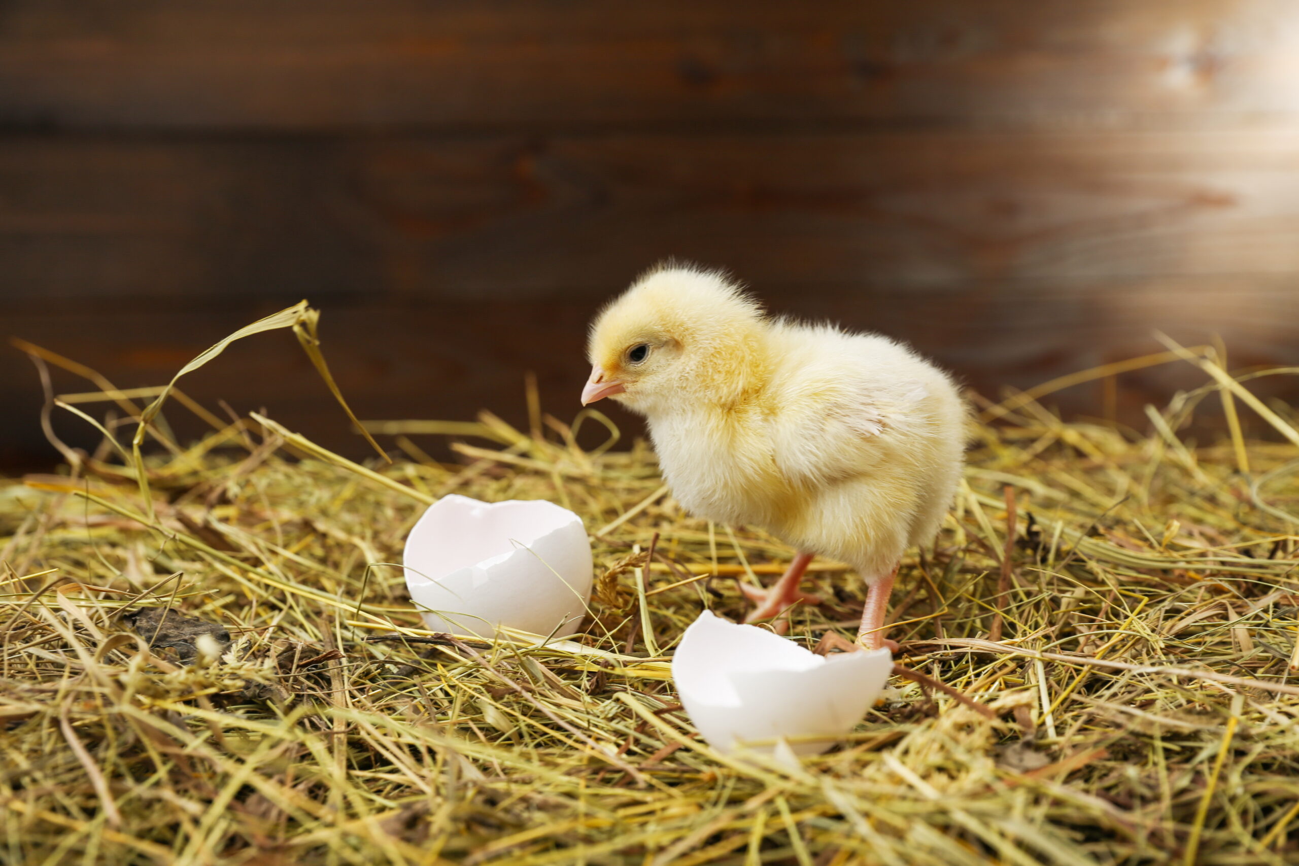 Foto: Adobe Stock