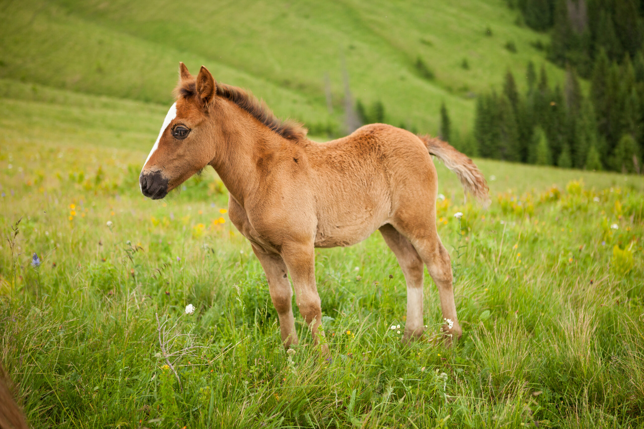 Foto: Adobe Stock