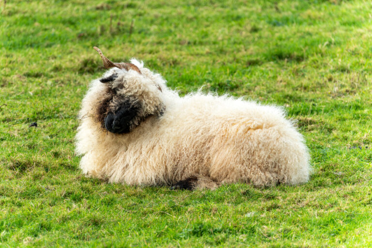 Ovelhas raras e fofinhas: saiba mais sobre a raça Valais Blacknose