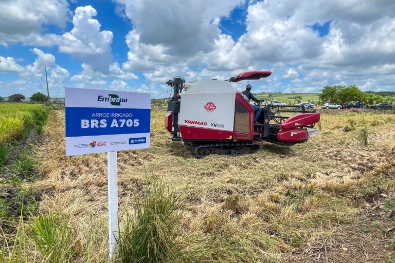 Novas cultivares de arroz podem elevar a produtividade em até 20% em Alagoas