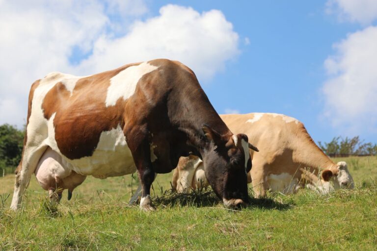 Nutrição de vacas gestantes é chave para mais produtividade, diz especialista