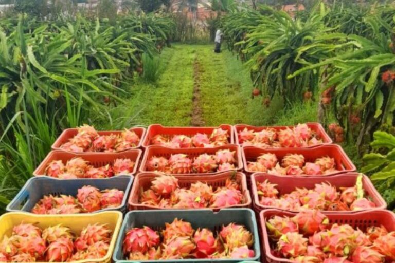 Santa Catarina abre oficialmente a colheita da Pitaya 