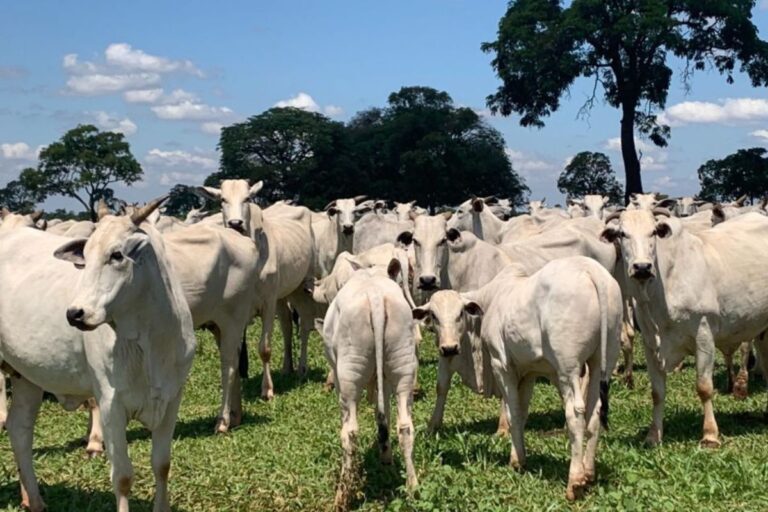 Governo de SP reconsidera e deve manter isenção de ICMS na venda de animais PO, diz ABCZ