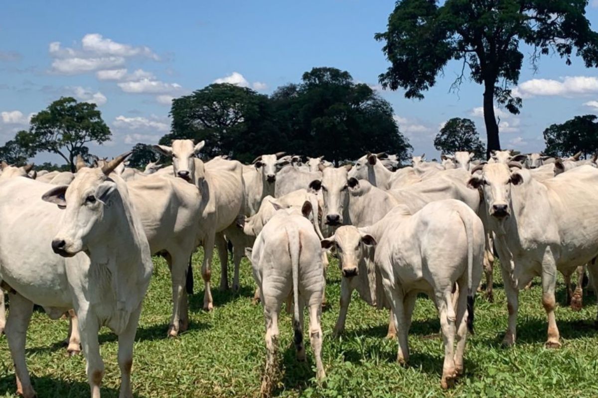 Foto: ABCZ/Divulgação