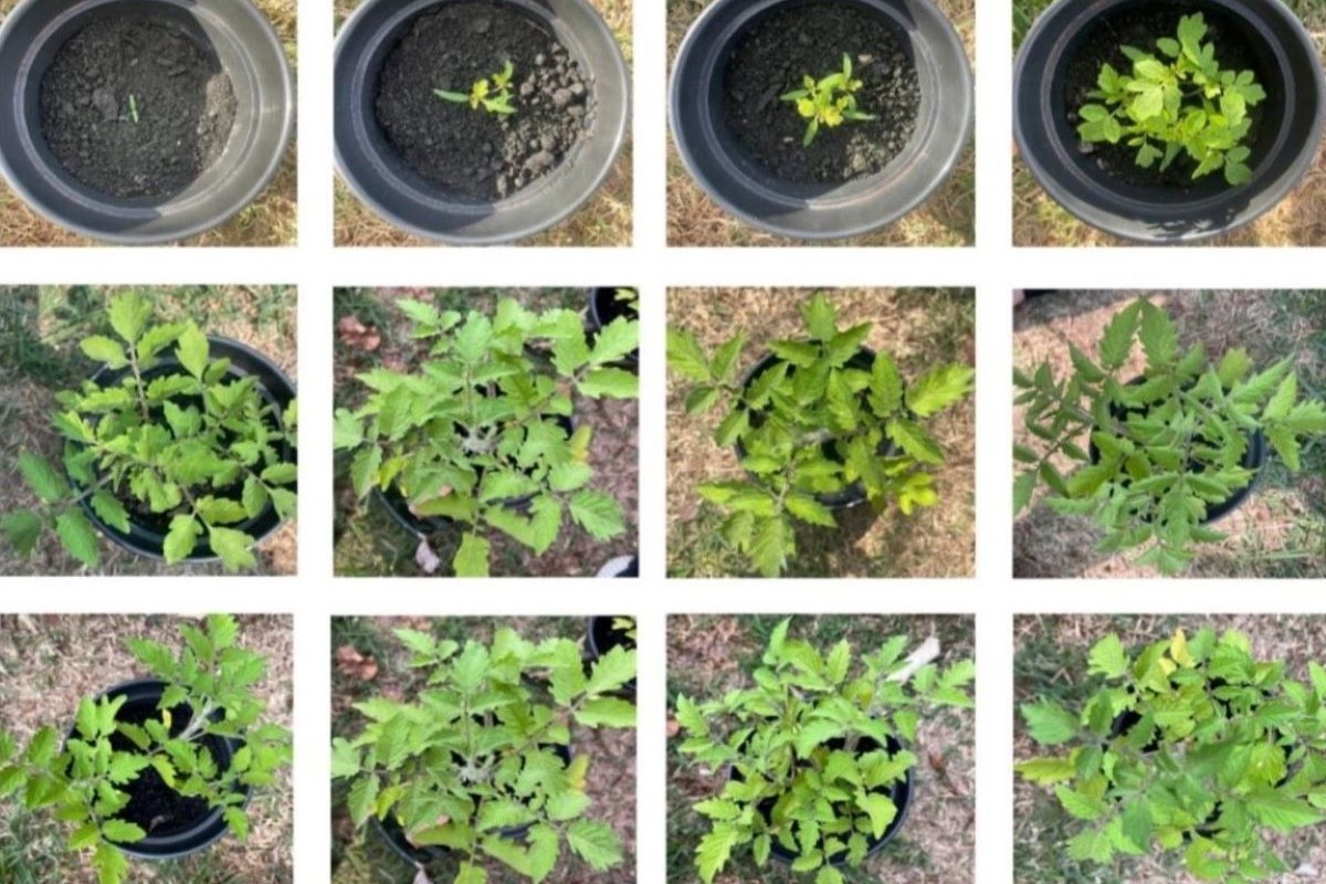 Monitoramento visual de mudas de tomateiro, que passaram pelos testes na Unesp - Foto: INCT NanoAgro/Divulgação