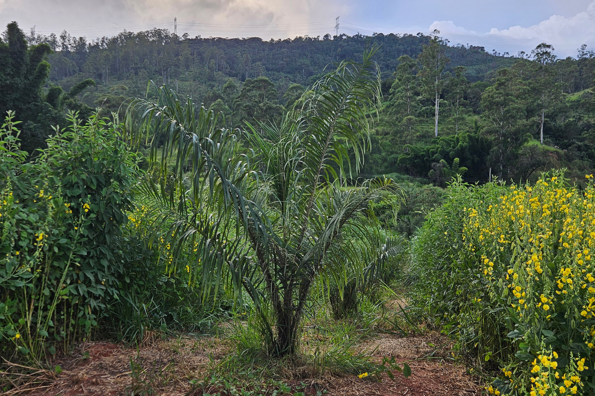 Palmeira é testada em sistemas de Integração Lavoura-Pecuária-Floresta. Foto: Acros/Divulgação