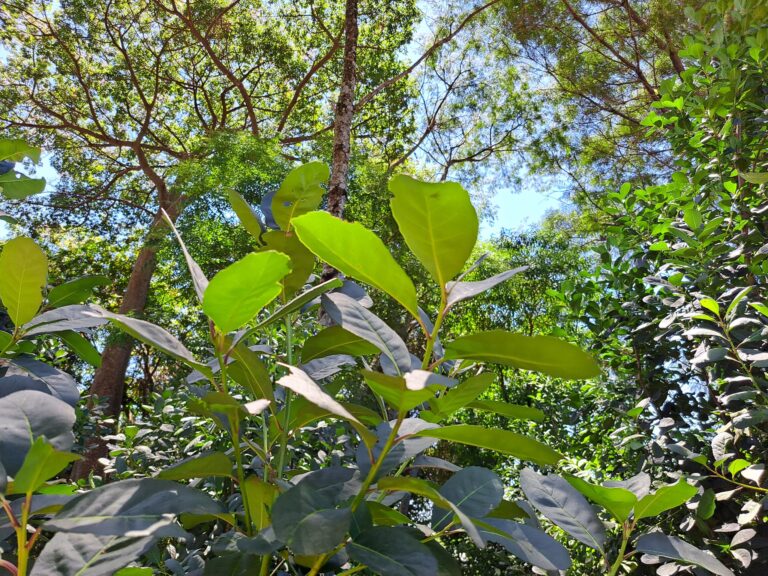 Região gaúcha de Machadinho recebe Indicação de Procedência da erva-mate