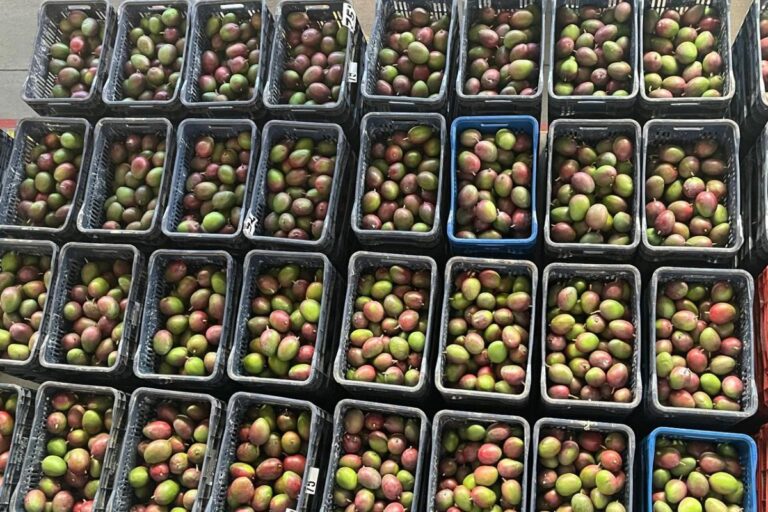 Embrapa desenvolve tecnologia para prolongar qualidade das frutas