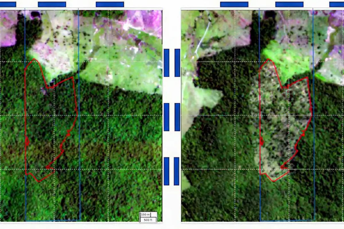 Imagem: MapBiomas/Reprodução