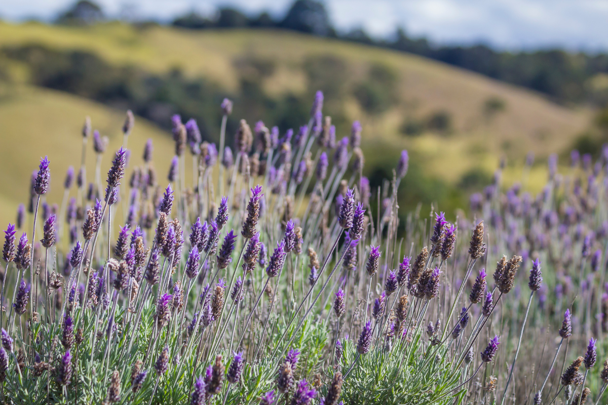 Campos de lavanda: aromas, cores e sabores atraem visitantes. Foto: Contemplário/Divulgação