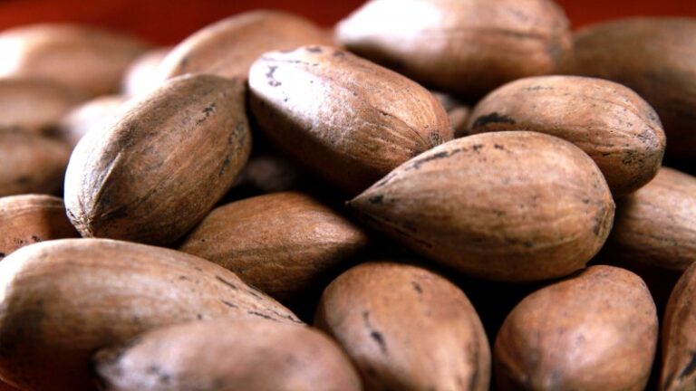 Falta de chuvas já causa quebra na produção de noz-pecã no RS
