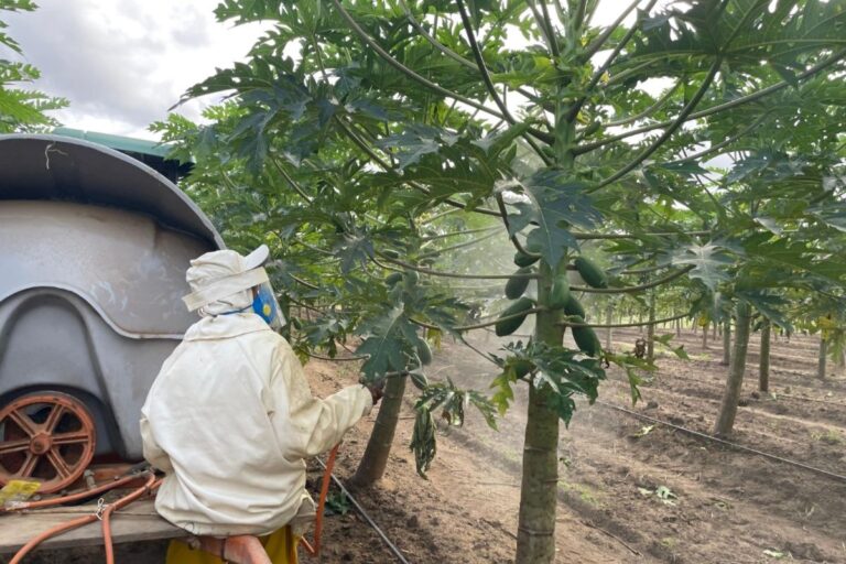 Embrapa desenvolve protetor solar para aumentar resistência das plantas às mudanças climáticas