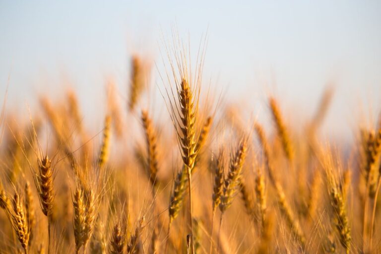 Trigo: Conab volta a formar estoques do cereal após compra de 7,2 mil toneladas
