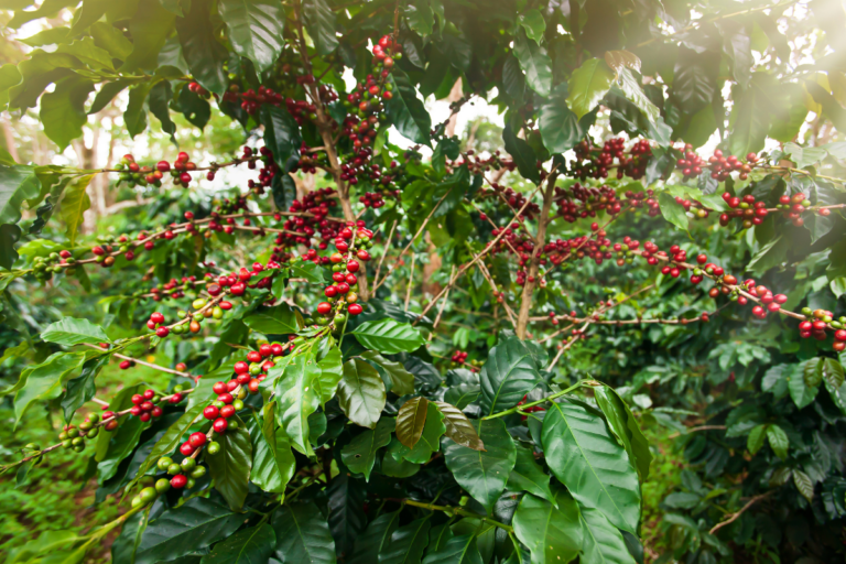 Chuva ajuda e safra de café evolui bem