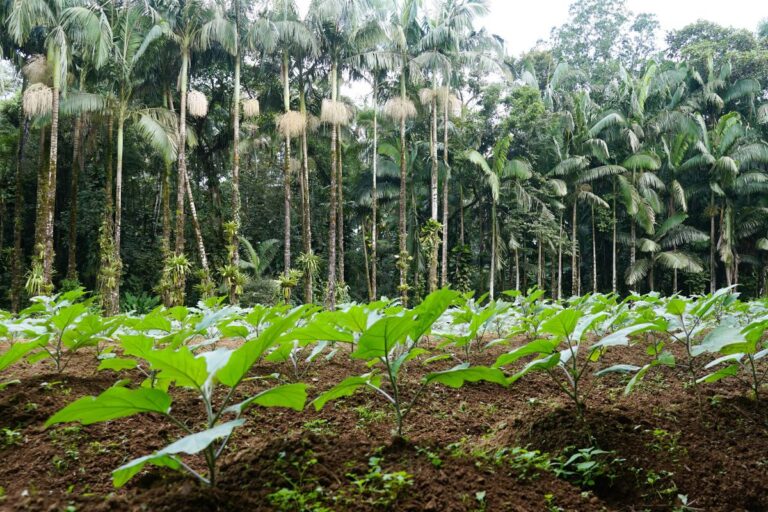 Boas práticas agrícolas garantem desconto em juros do Plano Safra