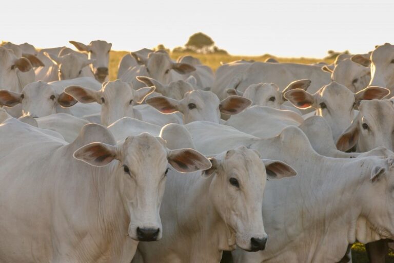 ABCZ comemora decisão do TRF-3 sobre exportação de animais vivos