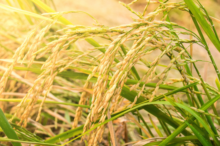 Abiarroz: exportação de arroz em janeiro cresce 34% em volume e 35% em receita