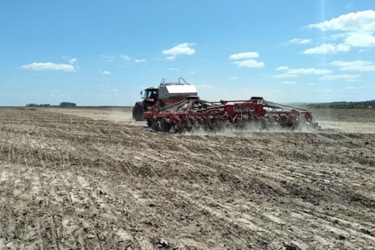 Área de plantio de arroz aumenta quase 8% no Rio Grande do Sul, aponta Irga