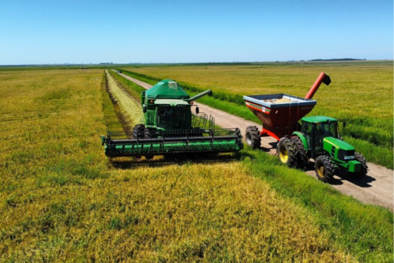 Com colheita iniciada, queda nos preços do arroz chega a quase 6% em fevereiro