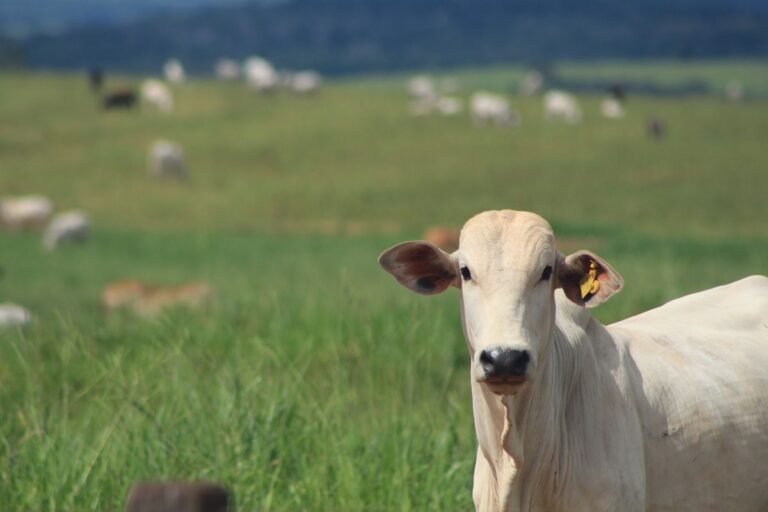 Ministério cria comitê para acompanhar plano de rastreabilidade bovina