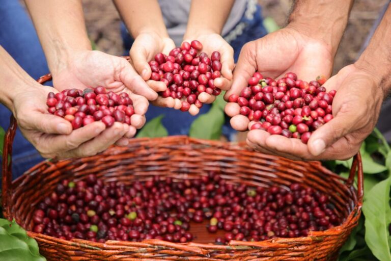Rondônia bate recorde com exportação de 35 mil toneladas de café