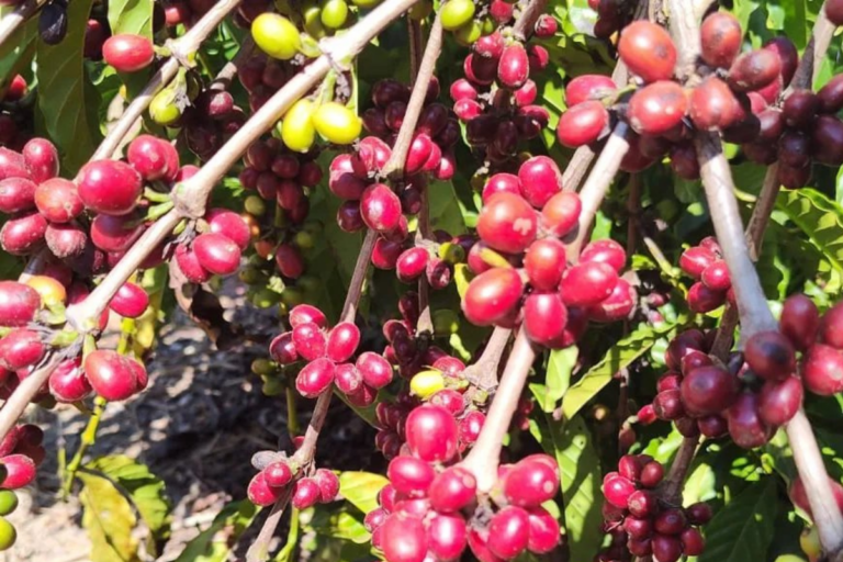 Agro capixaba bate recorde de exportações em janeiro